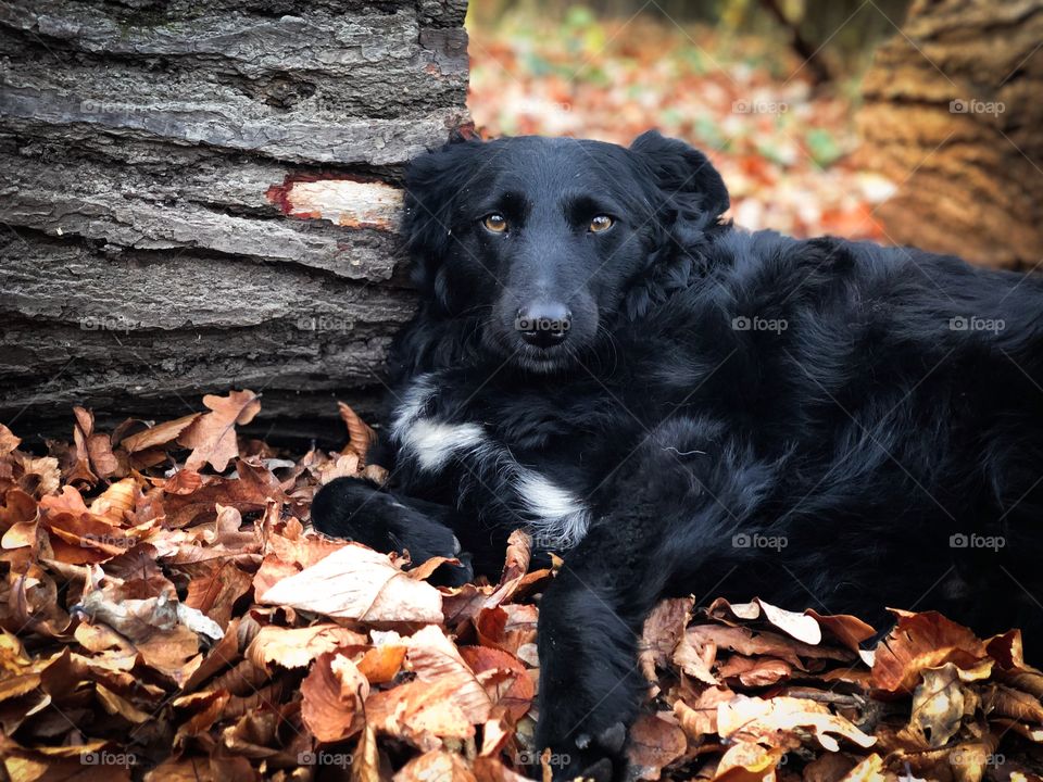 Black dog in autumn