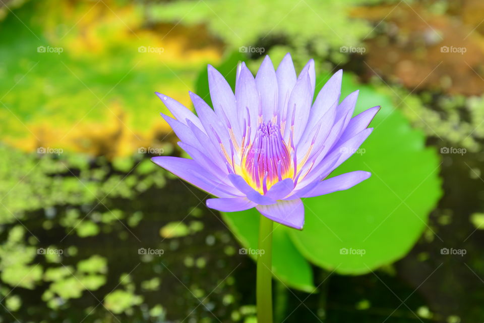 The beauty of lotus flowers in Thailand