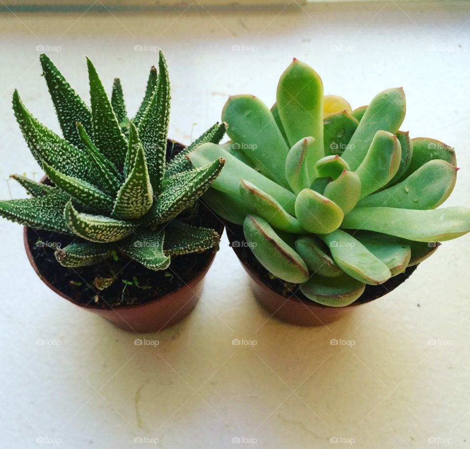 Succulents . My little plants