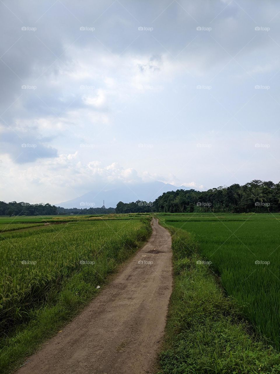 rice field view in the afternoon