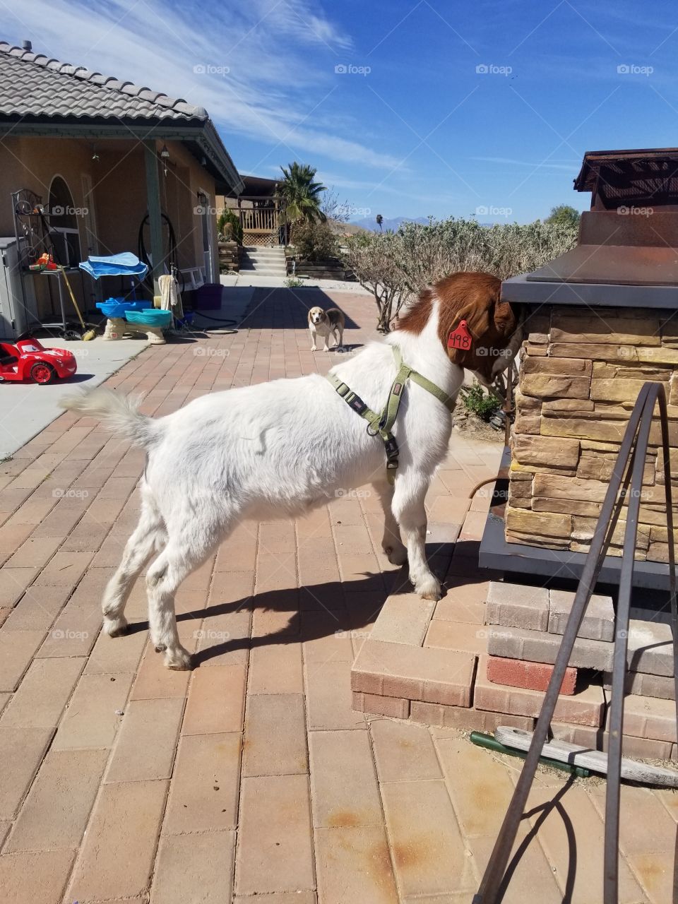 White goat relaxing and eating by fireplace in the back yard in the Mojave desert on a hot Summer day.