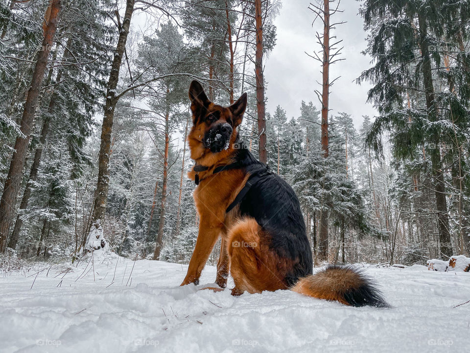 German shepherd dog in winter forest