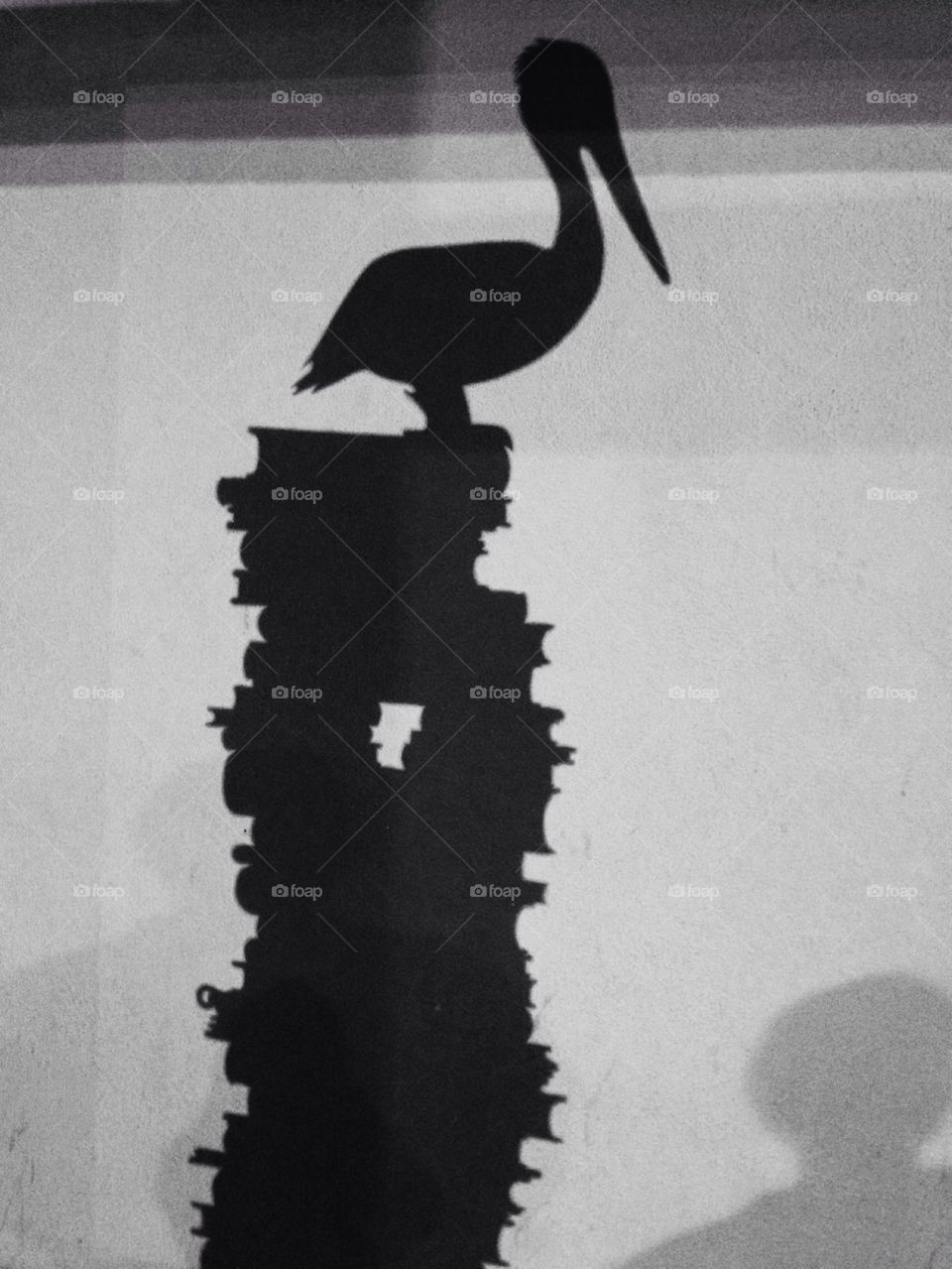 Pelican Shadow