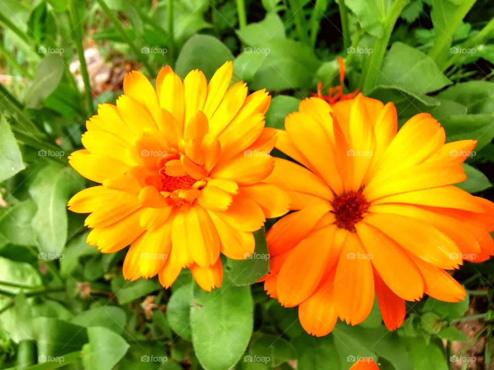Summer's colours