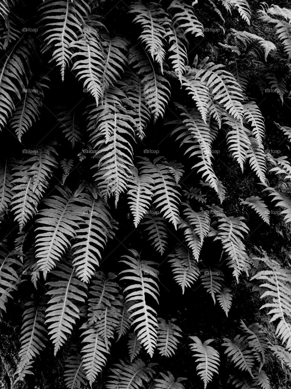 Textured fern pronds growing out of a tree in Western Oregon. 