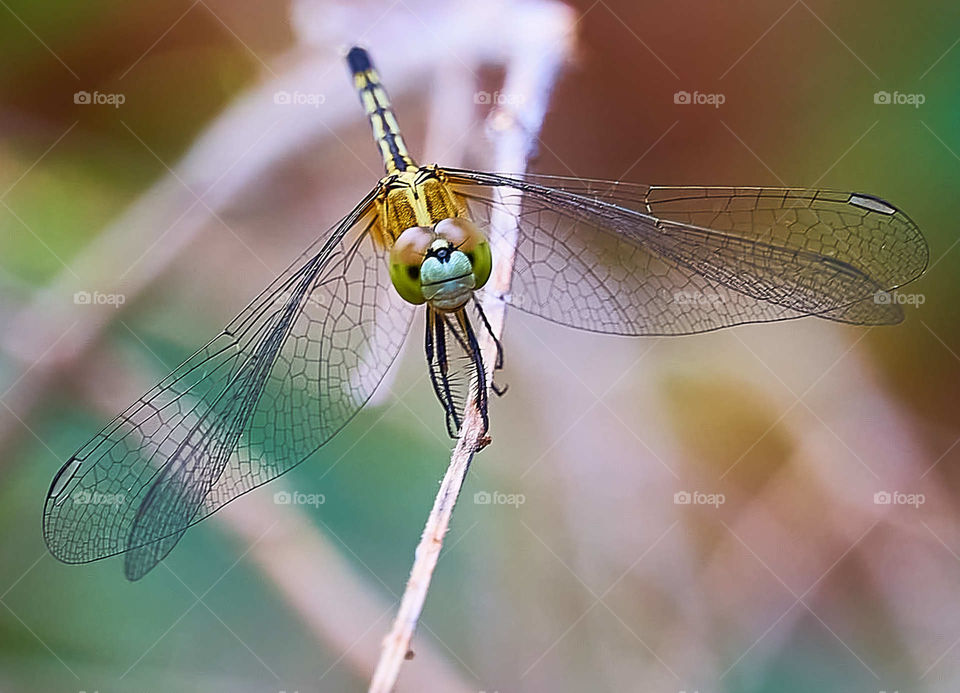 Macro photography - Dragon fly walk