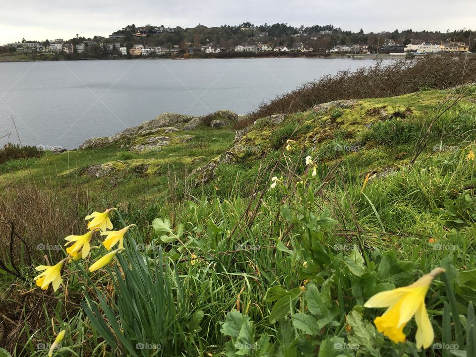 View of daffodils in grass and scenic view of sea