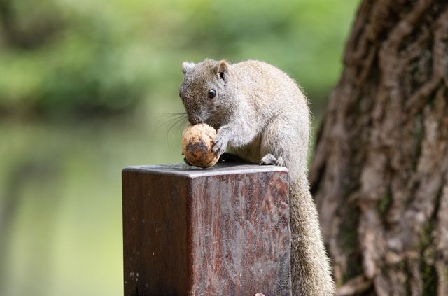 squirrel
