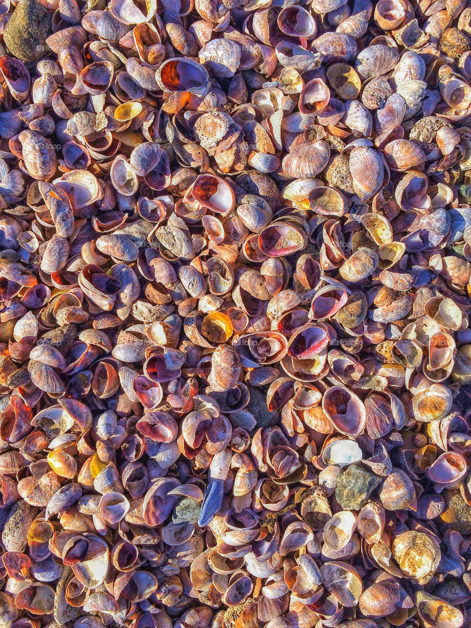 High angle view of sea shells