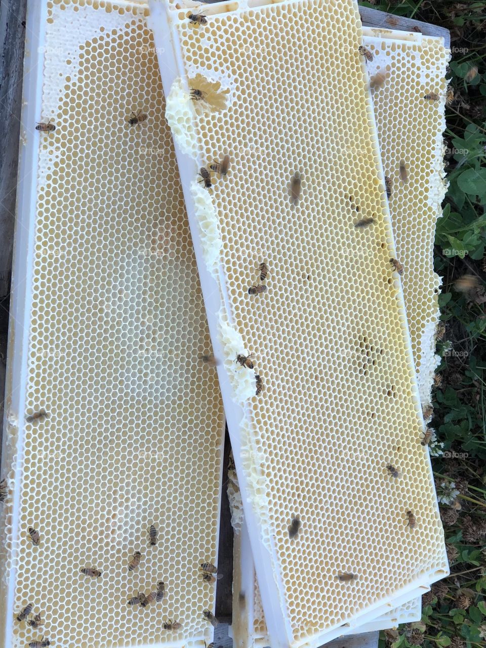 Honey, bees, honeybees, plastic, frames, foundation, comb, wax, pattern, bees, honeycomb, bees