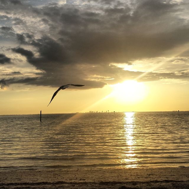 bird