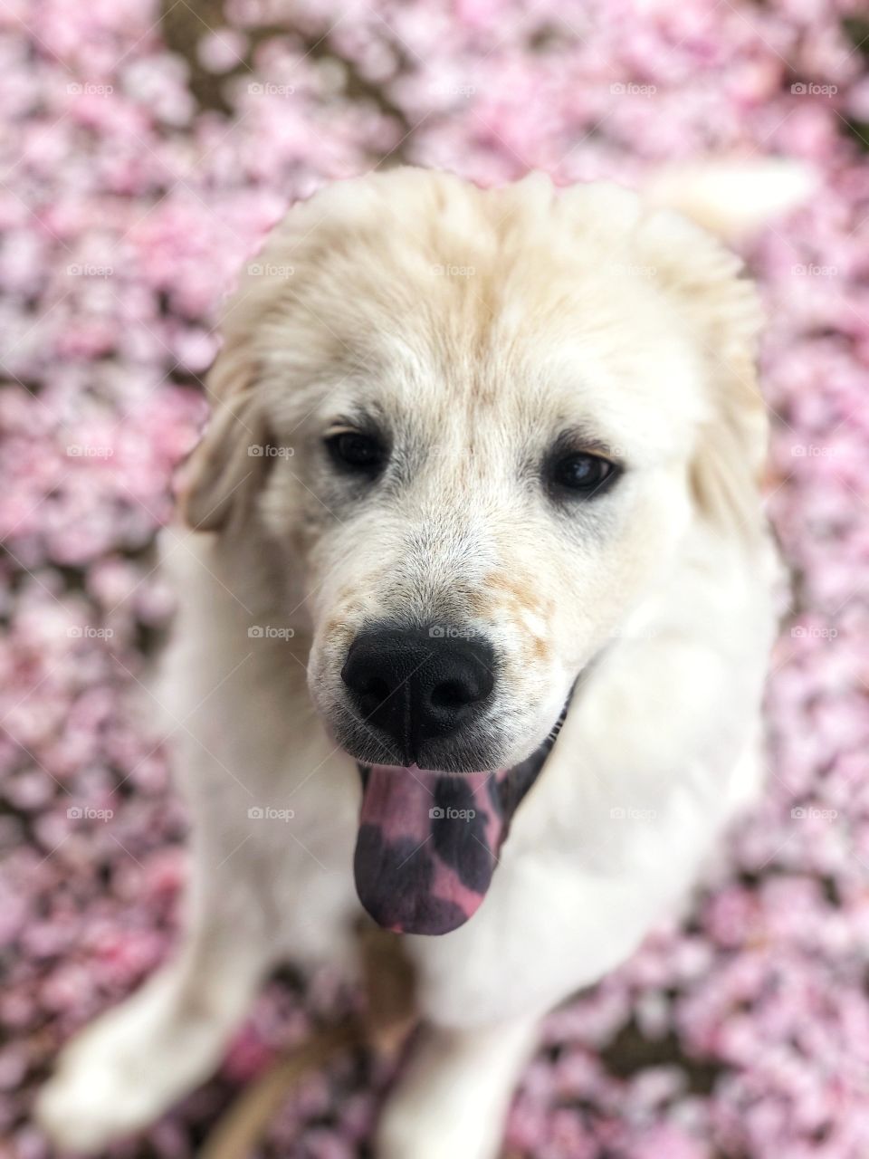A golden retriever Great Pyrenees puppy with his spotted tongue out sitting in a pile of pink petals . 