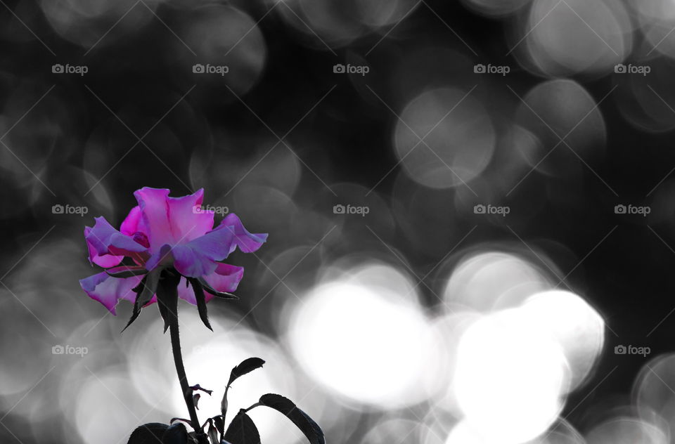 Pink Rose flower