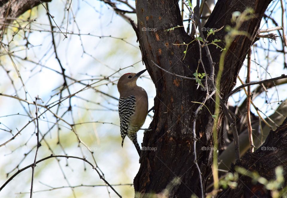 A woodpecker taps on a tree in a woodland area in order to find food