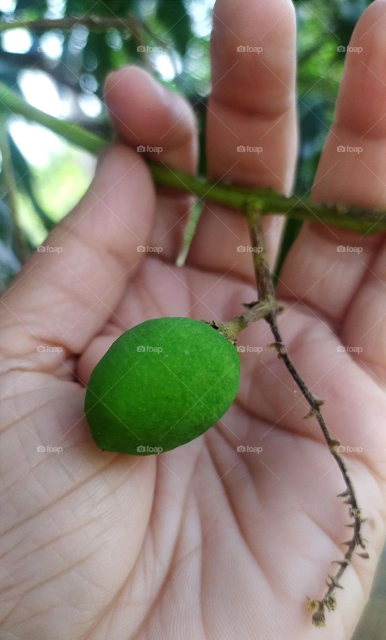 Tis the season of mangoes