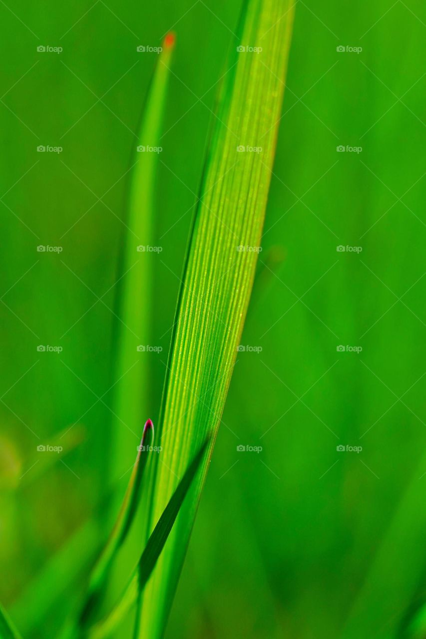 Grass