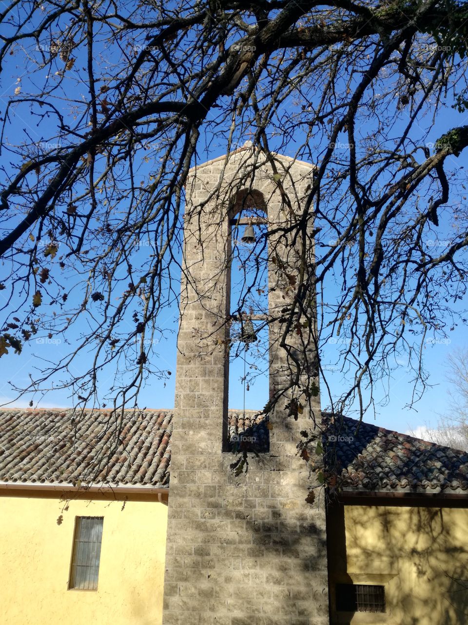 Branches that shelter from sun