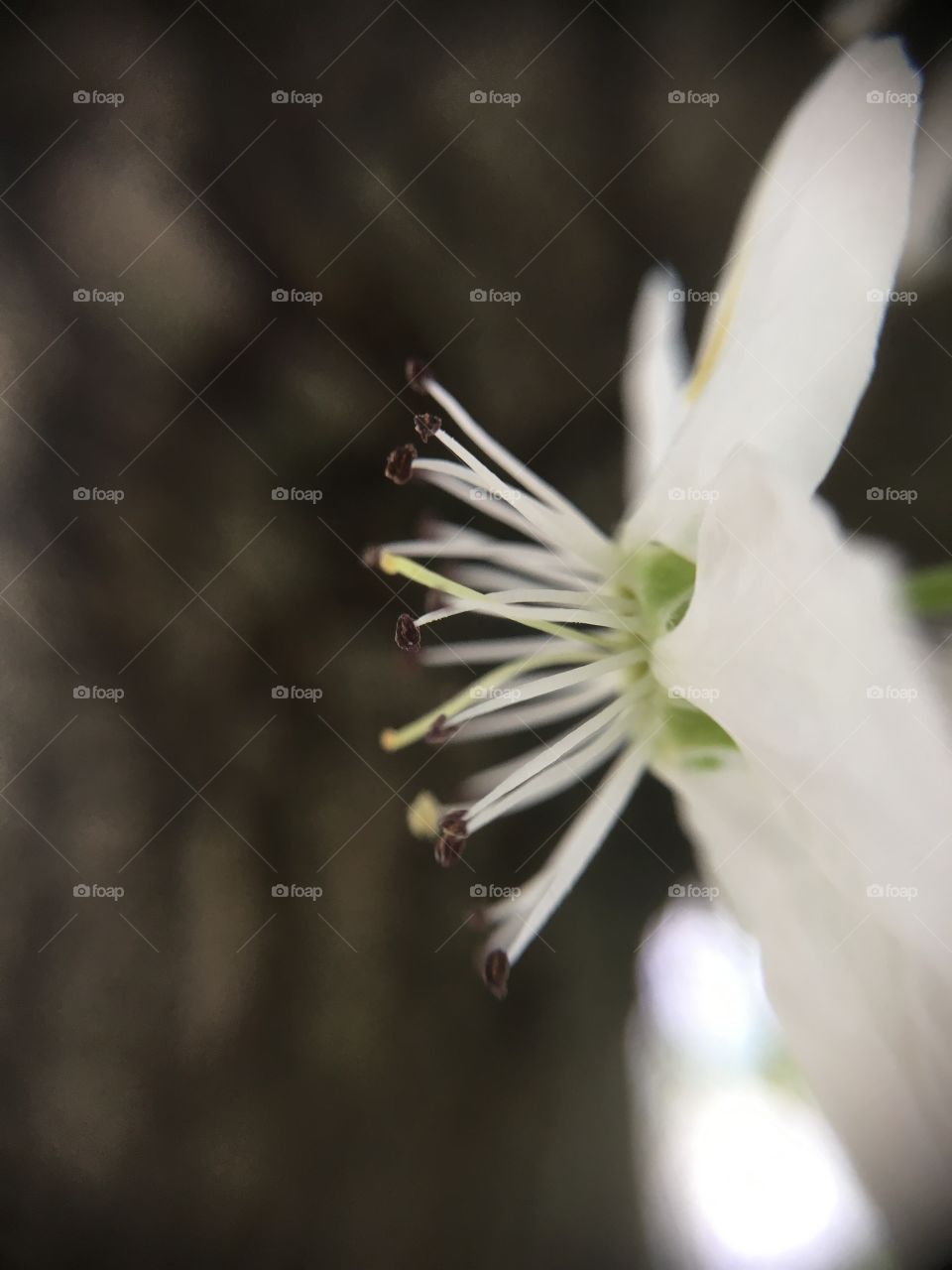 White blossom closeup 