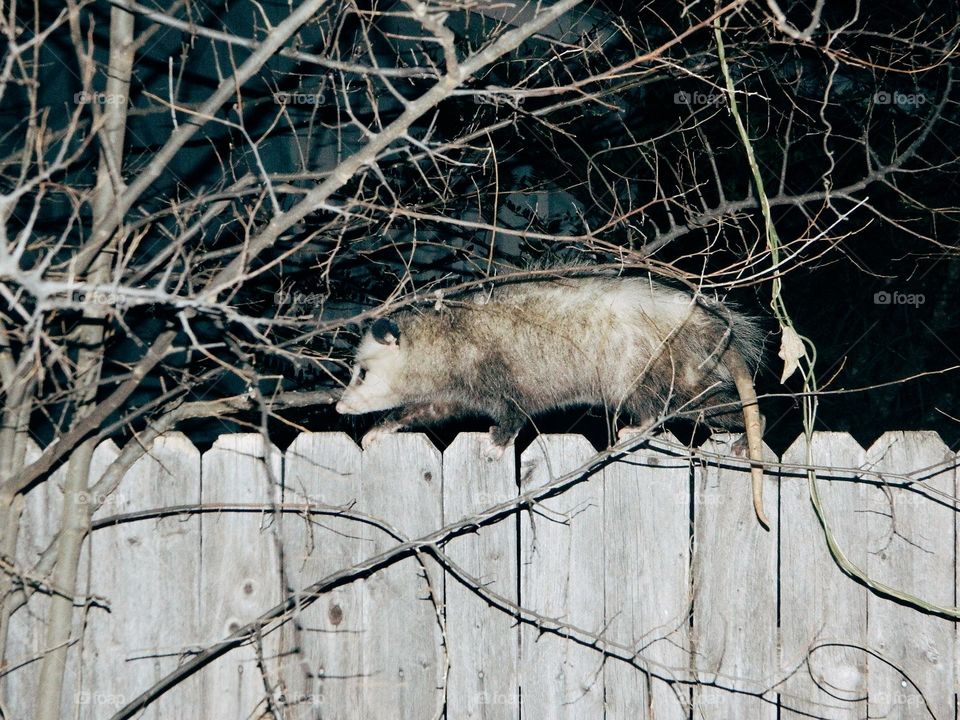 Stealth Possum