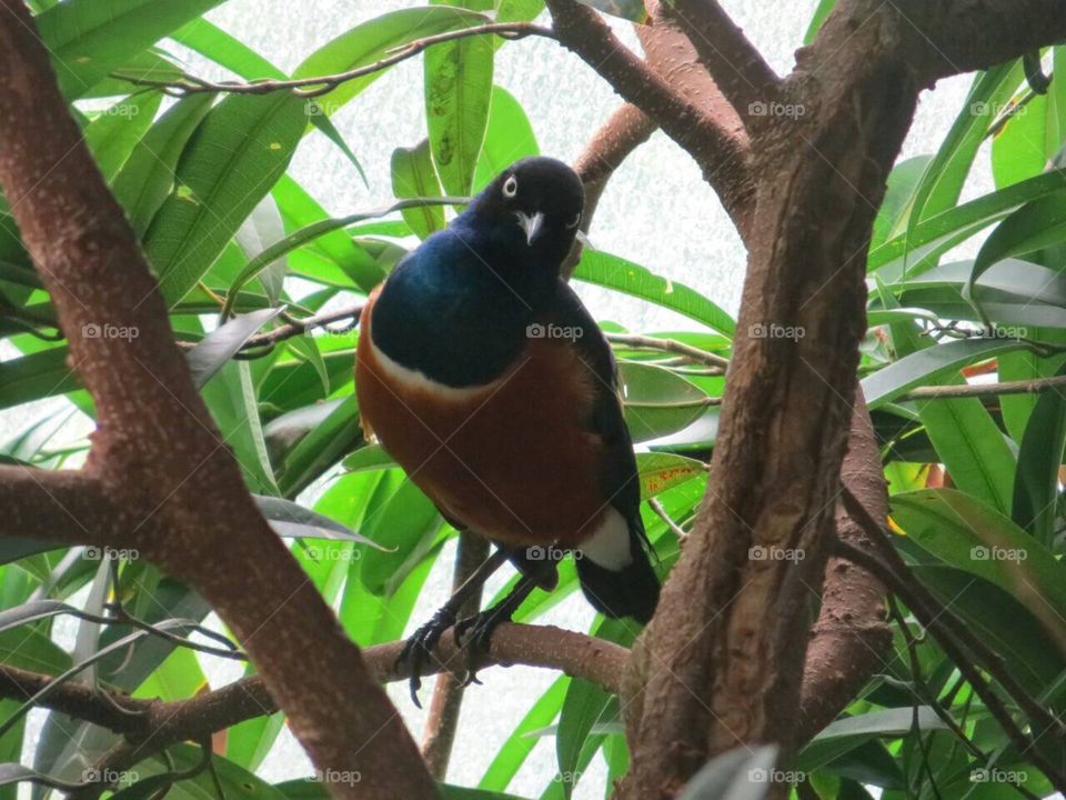 bird in tropical house 