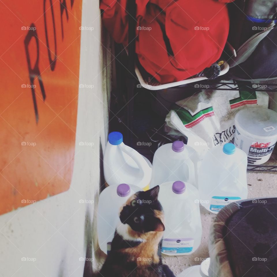 What are you doing over there little kitty