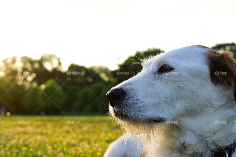 Beautiful terrier hound mixed breed dog playing in field of grass in summer evening sunlight 