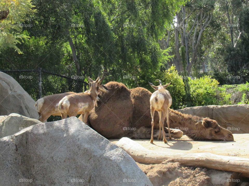 Gazelles and Camel