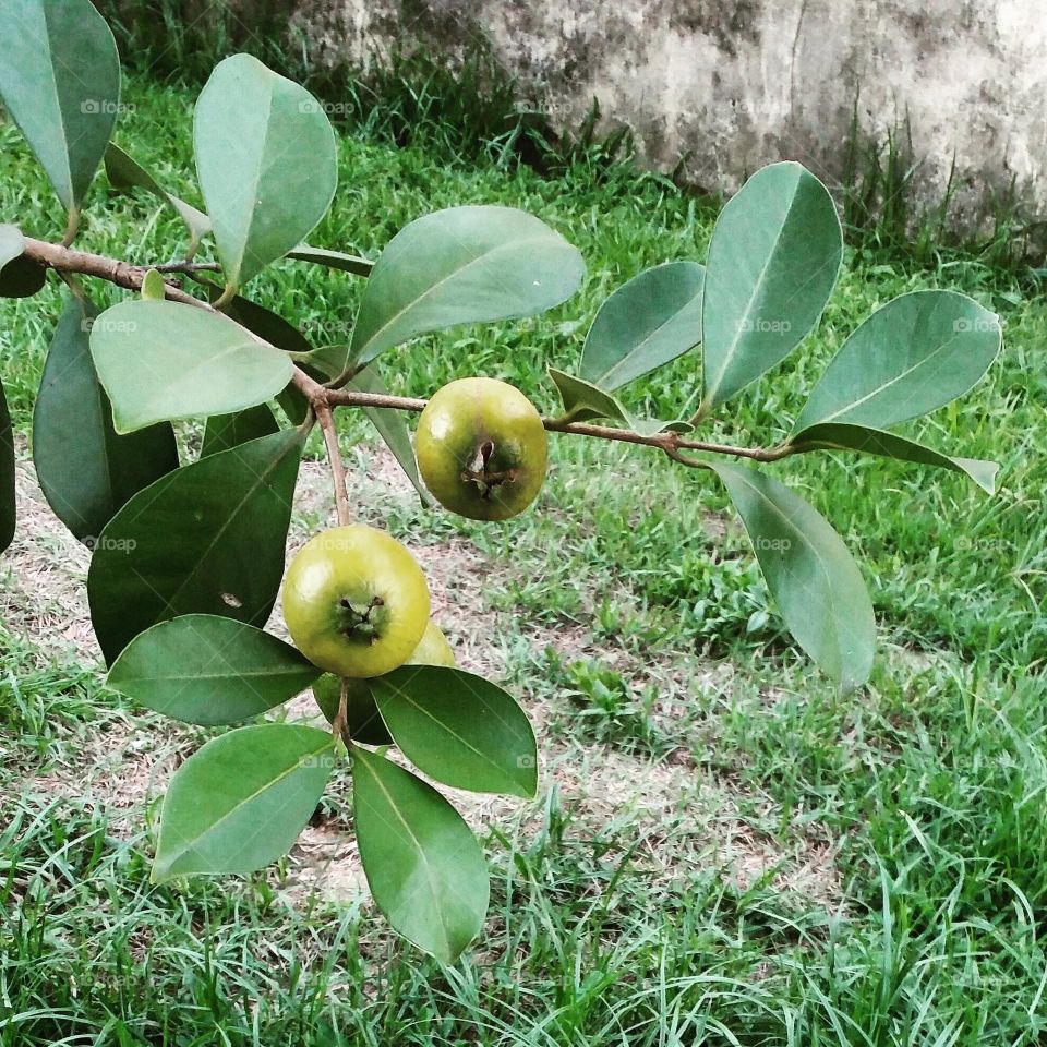 my araçá tree has fruits
