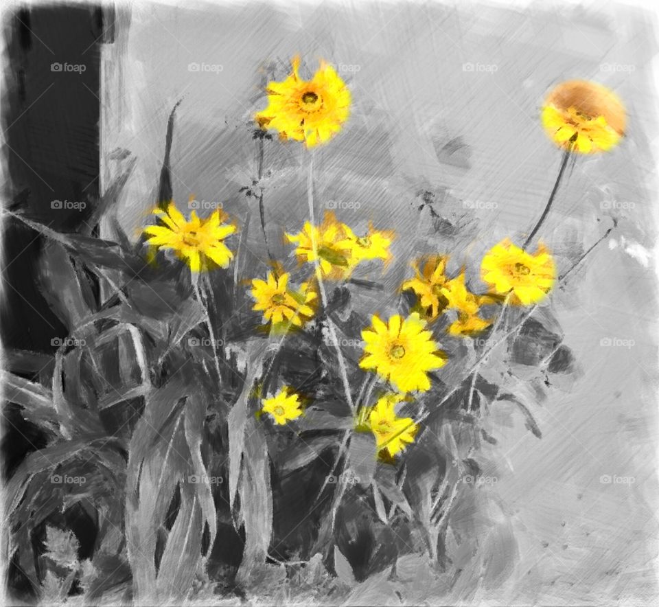 Foap Mission Clash Of Colors! Black and White Photograph With Yellow Summer Daises!