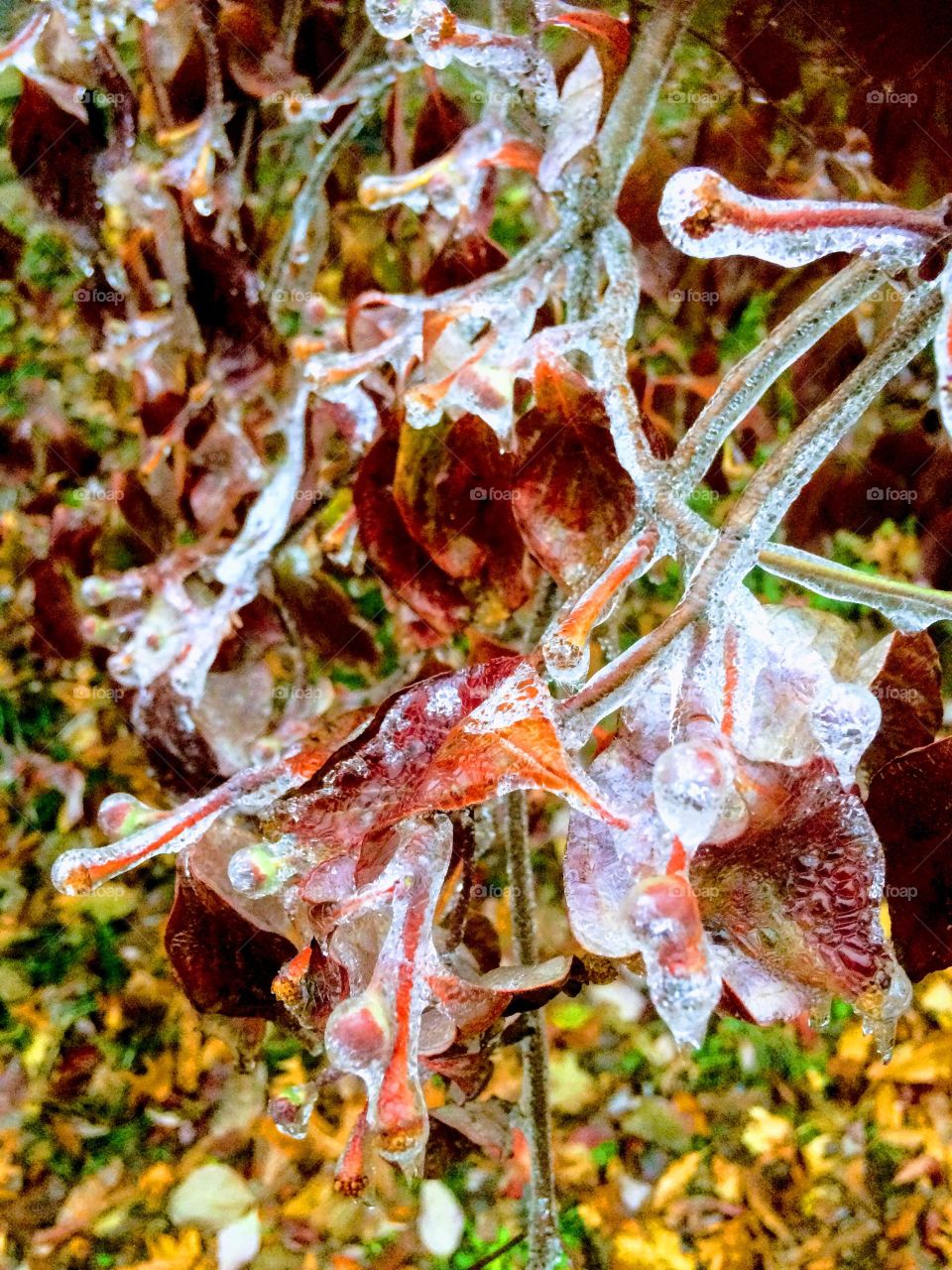After and Icestorm and work I noticed this on a tree