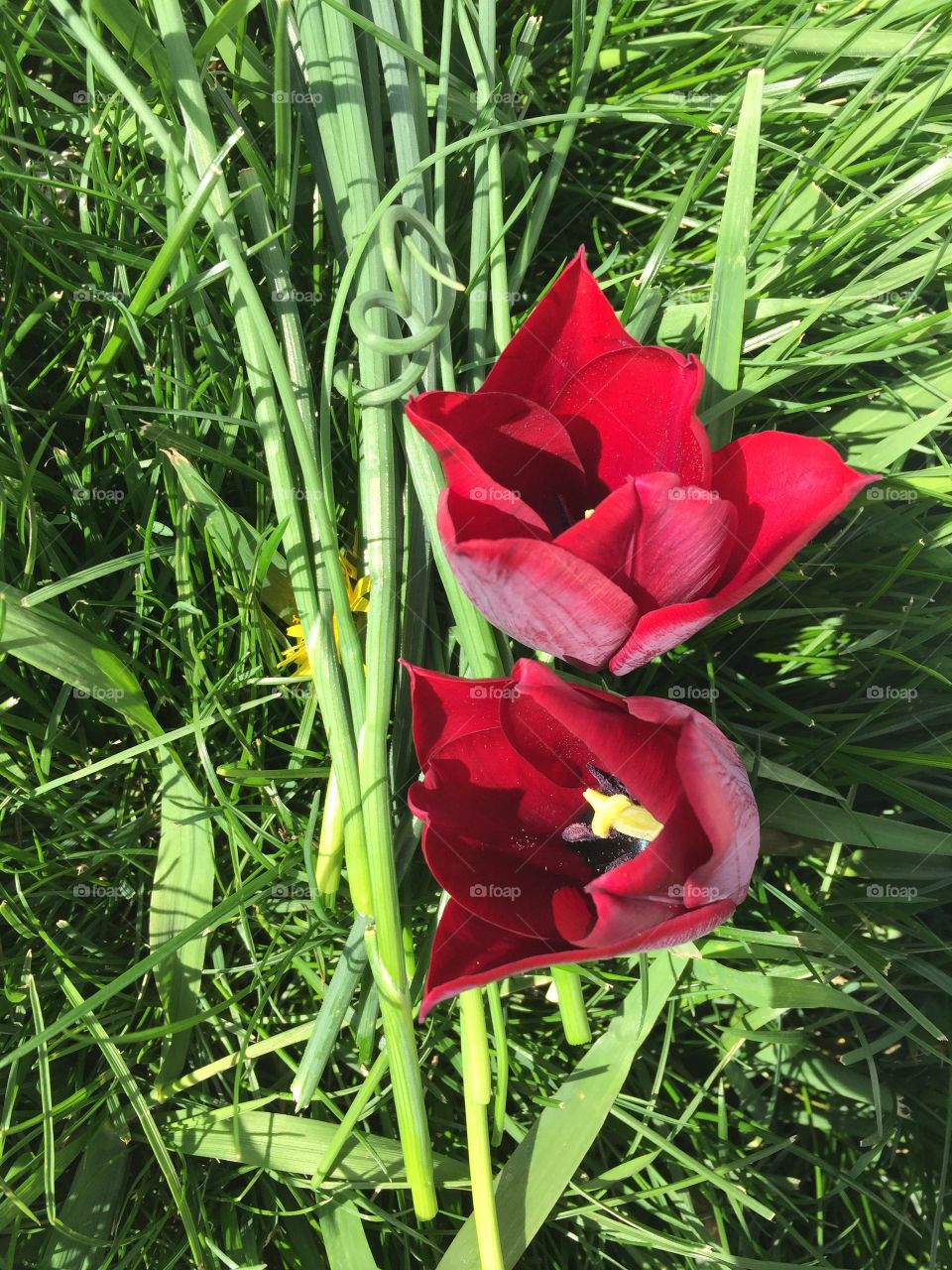 Red Tulip