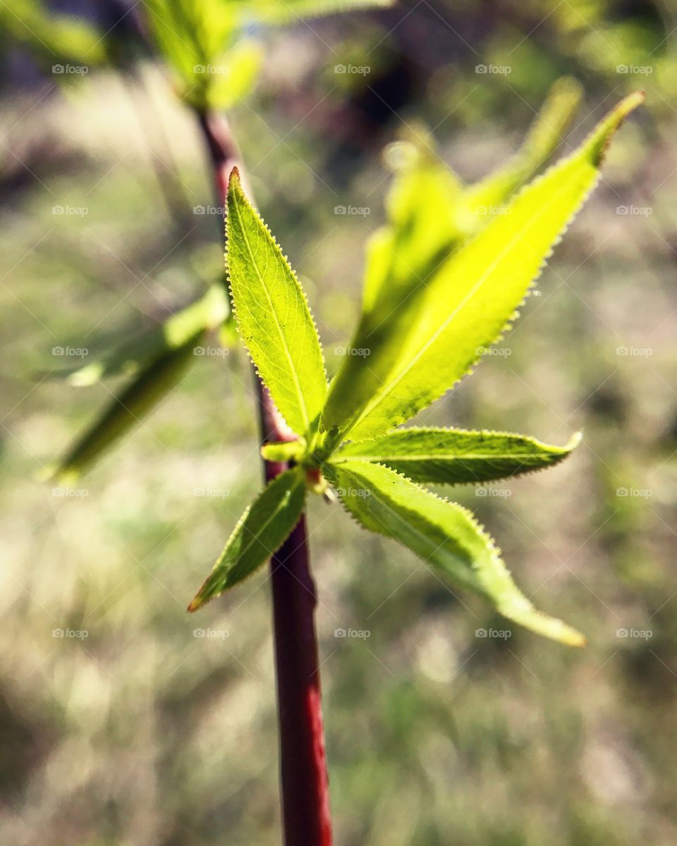 Green spring 