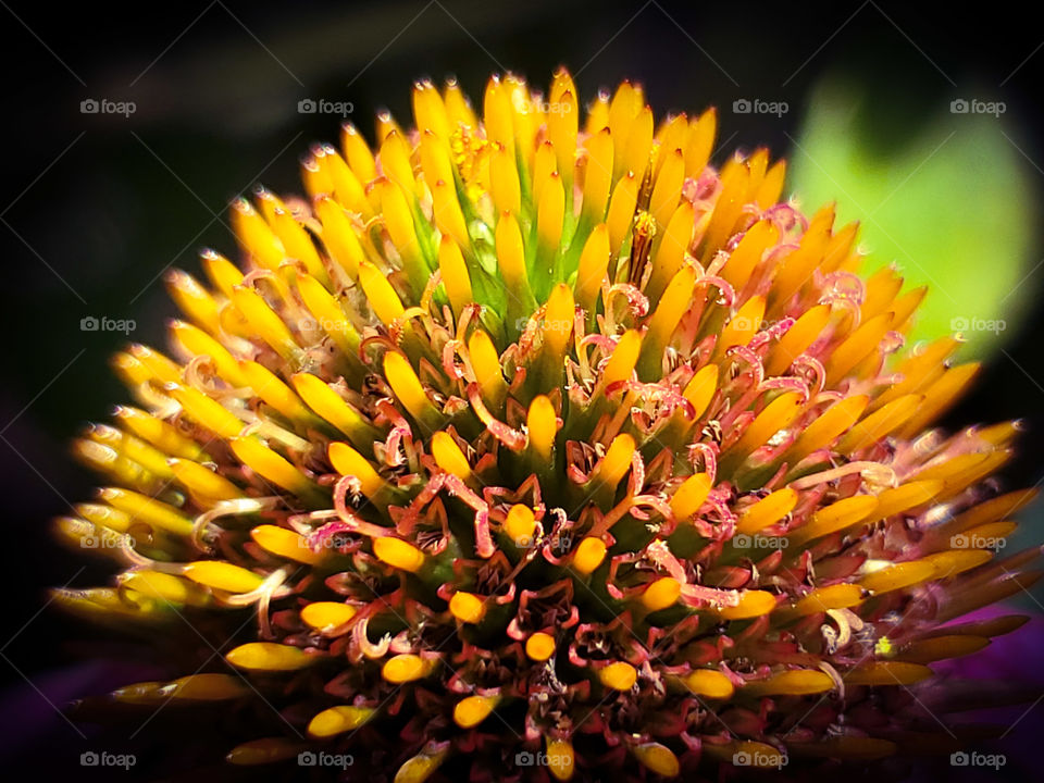 Close up of echinacea / coneflower center