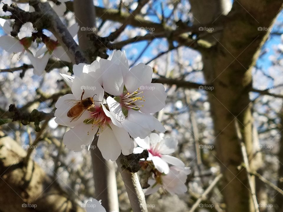 Bee in the almond blossoms