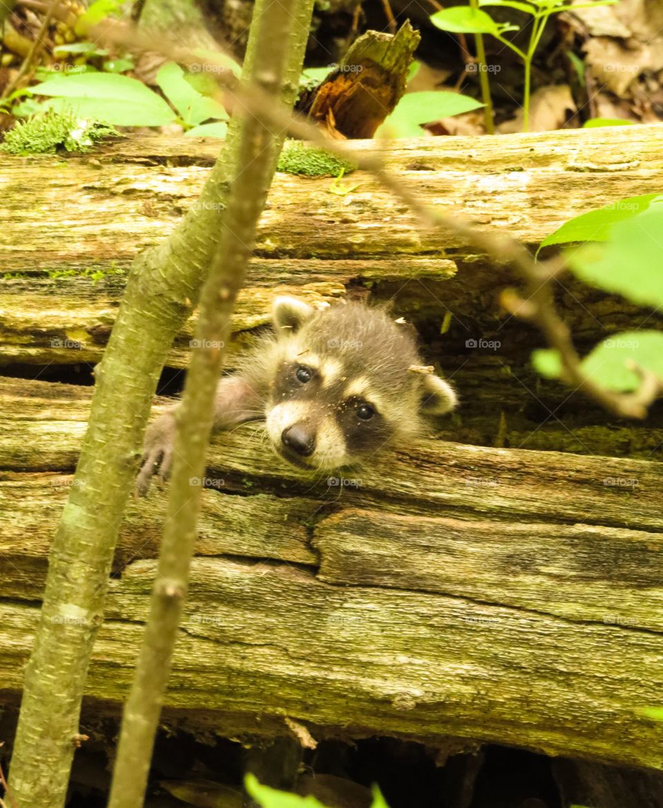 Raccoon Baby