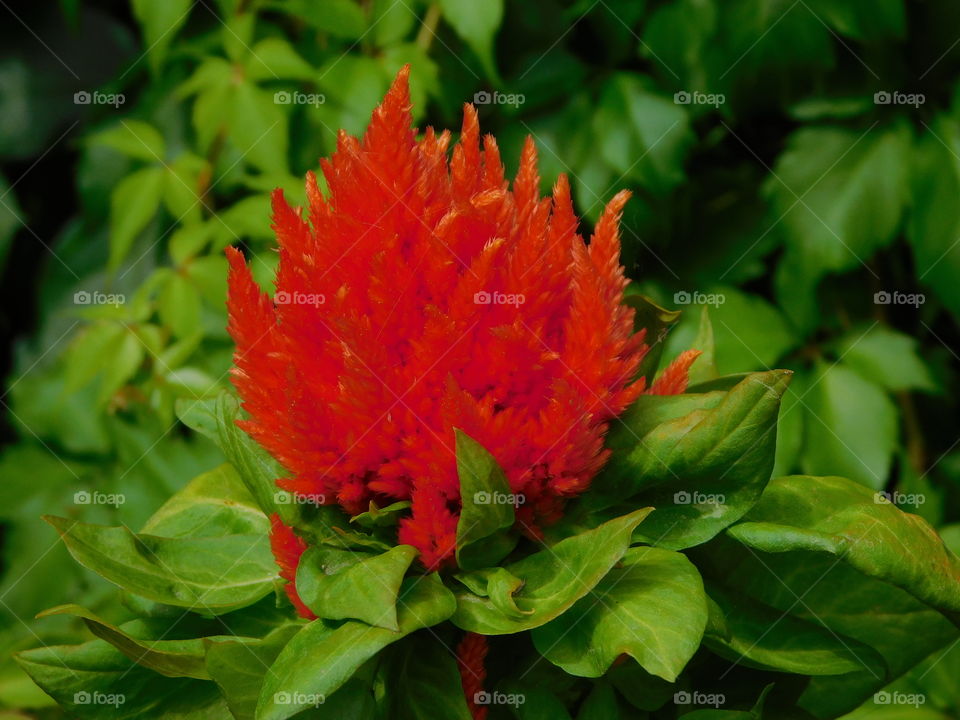 Orange ornamental plant