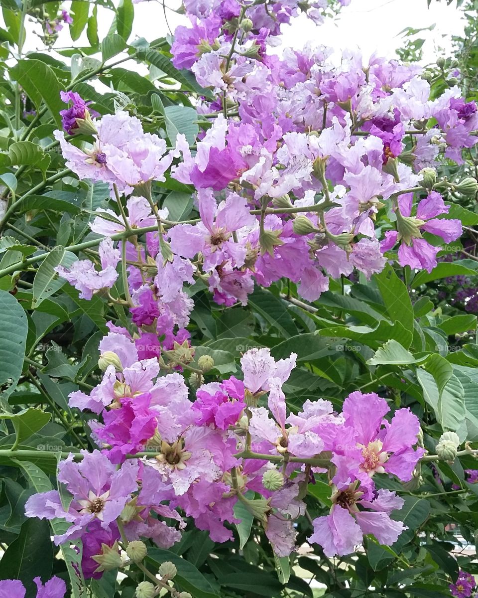 flowere purple