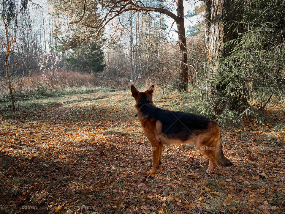 Walking with German shepherd dog in autumn forest 