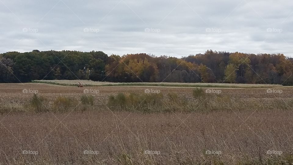 Fall fields