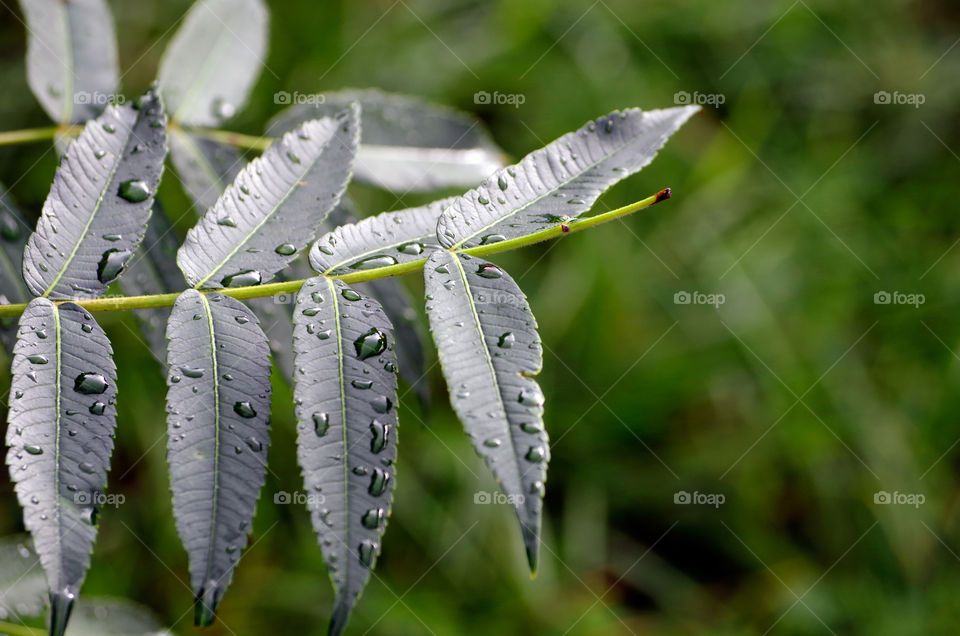 Macro shot of green leaves with raindrops on it.