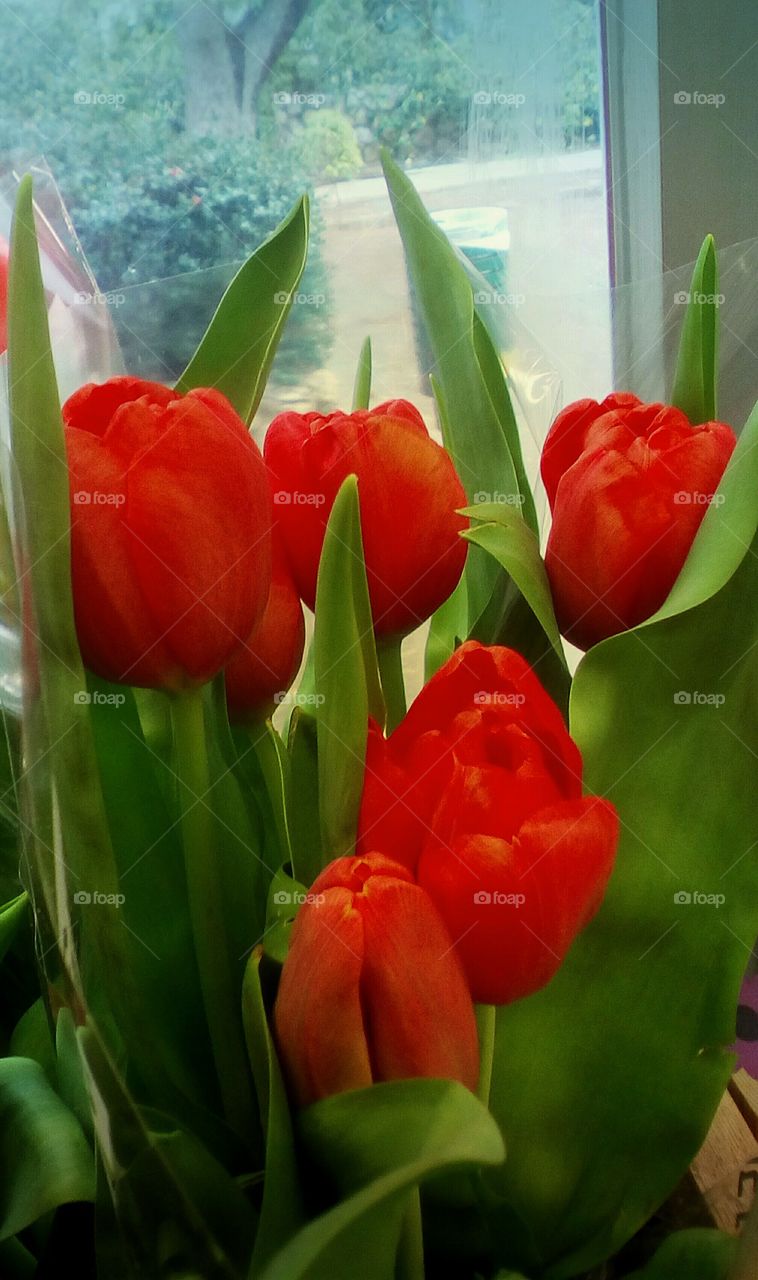Bouquet of beaitiful red orange tulips
surrounded by green bright leaves in
closeup