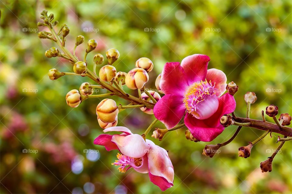 Cannonball flower