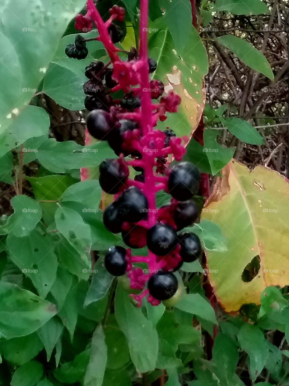 poison berries