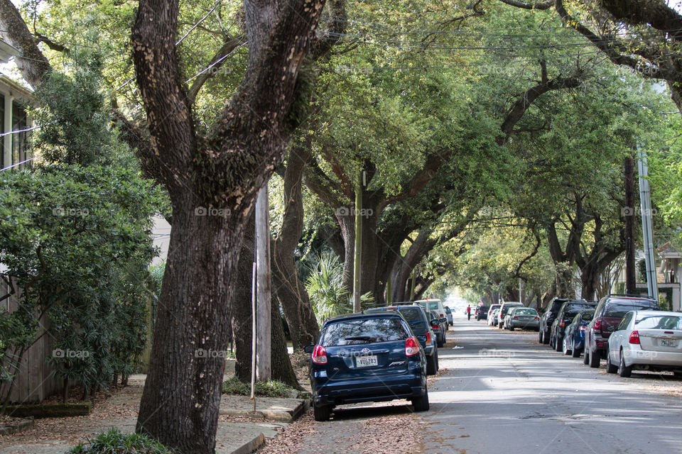 Tree, Road, Travel, Landscape, No Person