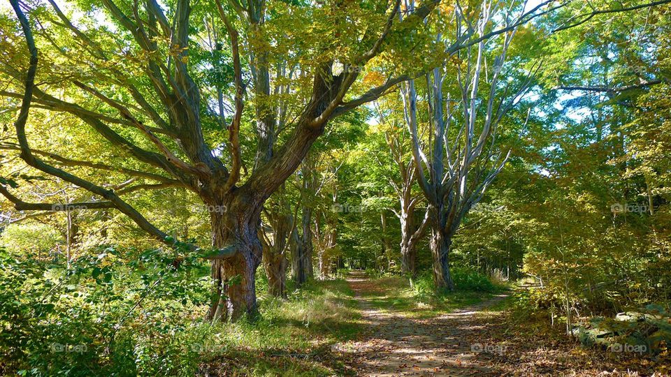 Trail in the woods