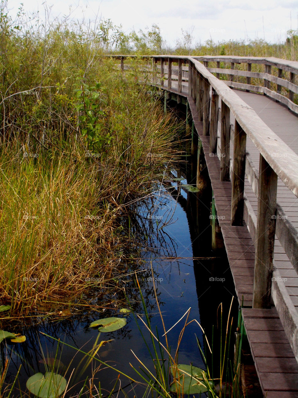 Reflection in water . Everglades 