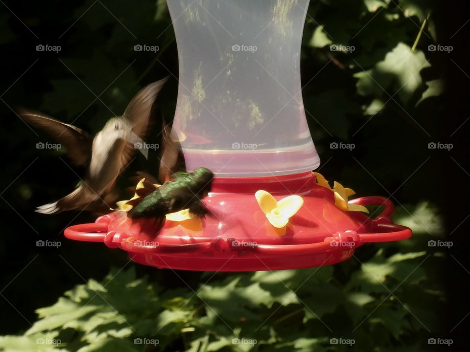 Two hummingbirds fighting over feeder. Hummingbirds are very territorial over feeders that they like.
