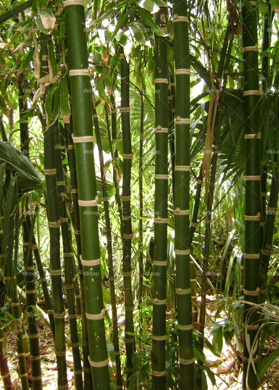 bamboo. bamboo