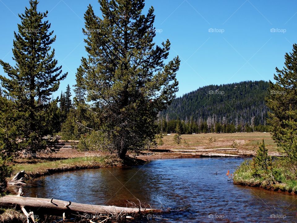 Soda Creek runs through a field in the woods of the Deschutes National Forest in the Cascade Mountains and Lakes area of Central Oregon on a sunny spring day. 