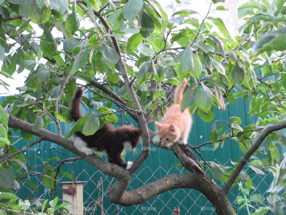 kittens on the tree